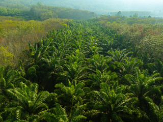 Aerial view oil palm plantation tree forest morning sun light green tree pattern