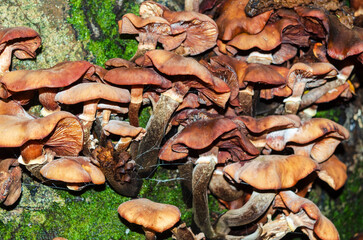 Mushrooms growing on a mossy tree trunk in Tollymore forest County Down