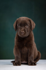 chocolate labrador puppy on a uniform background