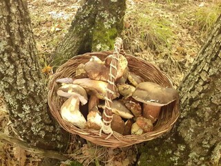 Funghi porcini nel bosco