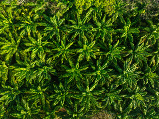 Aerial view oil palm plantation tree forest morning sun light green tree pattern