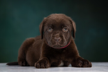 chocolate labrador puppy on a uniform background