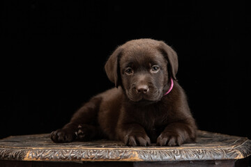 chocolate labrador puppy on a uniform background