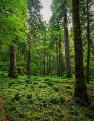 Obraz premium Lush Green Forest