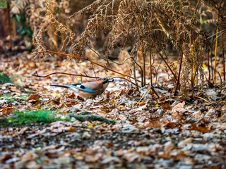 Jay Bird Foraging For Acorns