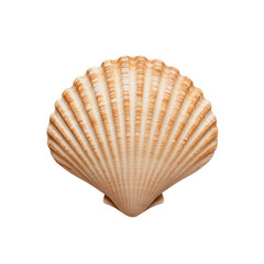 Obraz premium Detailed image of a scallop shell, white isolated background.