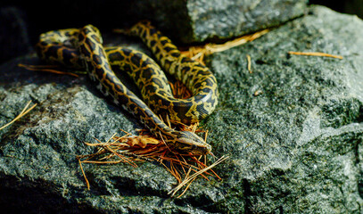 Fototapeta premium beautiful photo of a python snake in beautiful photo of a python snake in nature