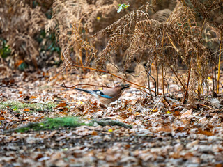 Jay Bird Foraging For Acorns