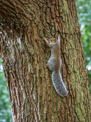 Grey Squirrel Climbing a Tree