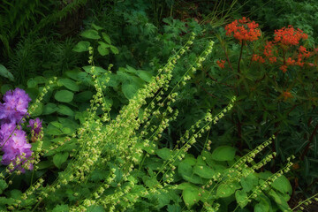 Garden, environment and nature with plants in summer for eco friendly, ecology and natural botany....