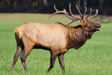 Large bull elk bugling