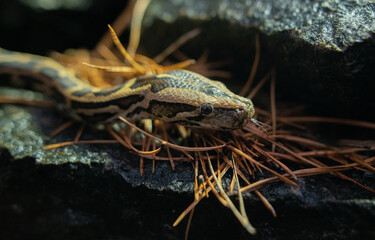 beautiful photo of a python snake in beautiful photo of a python snake in nature