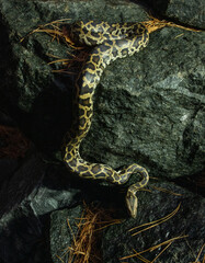 Obraz premium beautiful photo of a python snake in beautiful photo of a python snake in nature