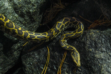 beautiful photo of a python snake in beautiful photo of a python snake in nature