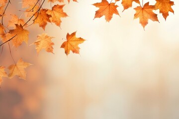 Fototapeta premium Autumn maple leaves border backgrounds plant leaf.