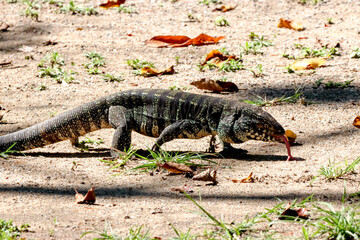 Rio de Janeiro, RJ, Brazil, 10/22/2024 - Black and white tegu, teiu-gigante, Salvator merianae, big lizard spotted at Grajau State Park - the lizard can reach 4–4.5 feet (120–140 cm)