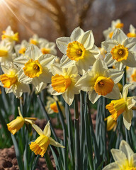 Fototapeta premium Bright colourful fresh yellow daffodils first flowers delicate background. Celebrating of spring. Floral template. 