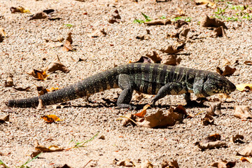 Rio de Janeiro, RJ, Brazil, 10/22/2024 - Black and white tegu, teiu-gigante, Salvator merianae, big lizard spotted at Grajau State Park - the lizard can reach 4–4.5 feet (120–140 cm)