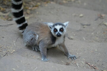 Katta or Ring tailed lemurs (lemur catta) are the national animal of Madagascar, Africa