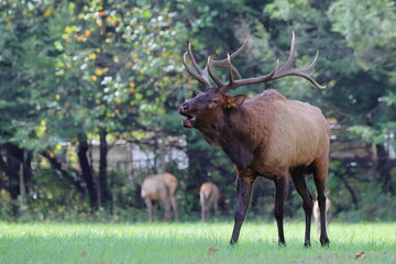 Large bull elk bugling