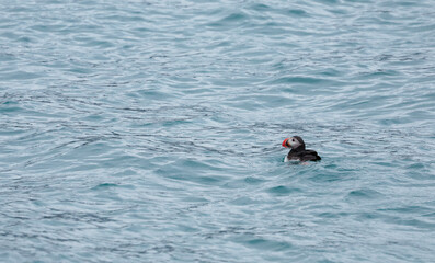 Puffin swimming in the clear waters of Svalbard during the summer months