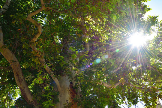 Shahrisabz in Uzbekistan. Platanus orientalis or chinar tree in Dorus-Saodat