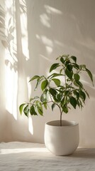 Soft Natural Light with Minimalistic Plant Backdrop