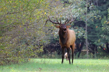 Large bull elk bugling