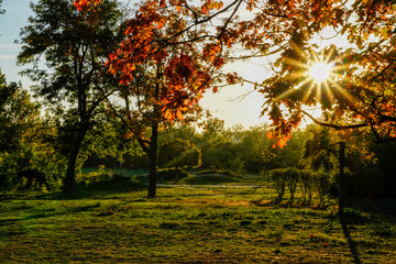 autumn in the park,  Izvor Park, Bucharest City, Romania 