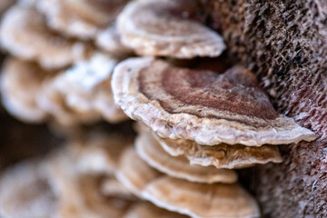 trametes ochracea turkeytail fungus on tree bark