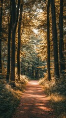 Fototapeta premium Peaceful Forest Pathway Surrounded by Tall Trees