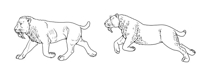 Saber tooth cat to color in. Animals drawing. Saber-toothed cat attack. Smilodon from ice age.	