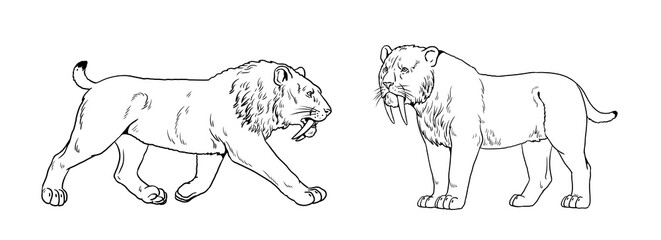 Saber tooth cat to color in. Animals drawing. Saber-toothed cat attack. Smilodon from ice age.	