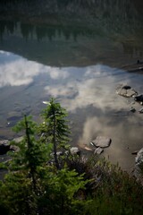 Serene fir tree by the lake with stunning reflections in the water