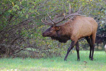 Large bull elk bugling