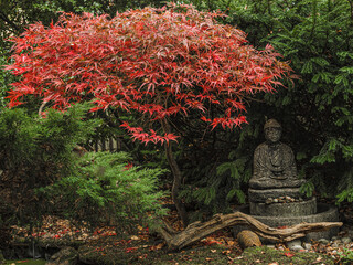 spectacular vibrant red autumn leaves of a Japanese maple tree next to a tranquil Buddha ornament gives a garden a restful and contemplative feeling