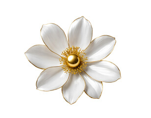 white flower isolated on transparent background