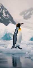 Obraz premium Emperor penguin standing on ice in Antarctica