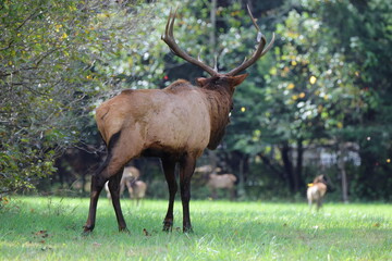 Large bull elk bugling 