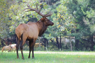 Large bull elk bugling 