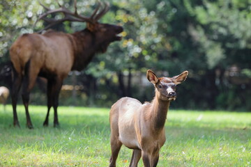 Young elk with large, blurred bull elk in background