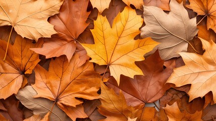 Fototapeta premium Autumn Leaves Texture: A rich tapestry of fallen maple leaves in warm autumnal hues. Perfect for seasonal designs and backgrounds.