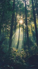 Obraz premium Serene Forest Scene with Soft Light Rays