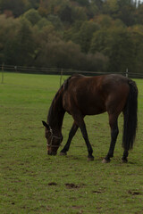 Obraz premium A lovely brown horse is peacefully grazing in a lush, grassy field, surrounded by a beautiful natural landscape filled with greenery