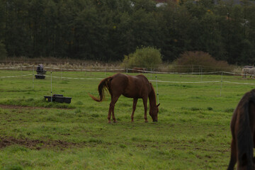 In a serene grassy field, a beautiful brown horse is peacefully grazing on the lush green grass,...
