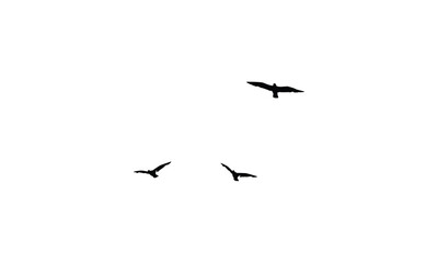 Flying birds silhouettes And Vector illustration.
