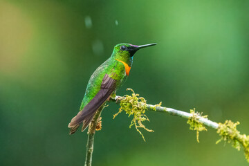 Gould's Jewelfront Heliodoxa aurescens, rare humminbird of Ecuador.