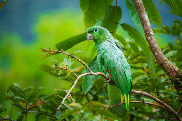 Kawall's Amazon - Amazona kawalli,rare species of parrot (Amazona kawalli) Colombian rainforest
