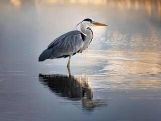 Fototapeta premium great blue Heron