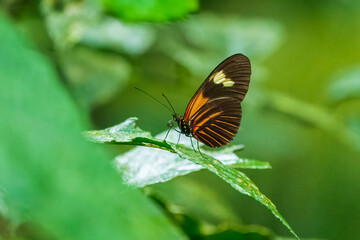 Heliconius comprises a colorful and widespread genus of brush-footed butterflies commonly known as the longwings or heliconians. 